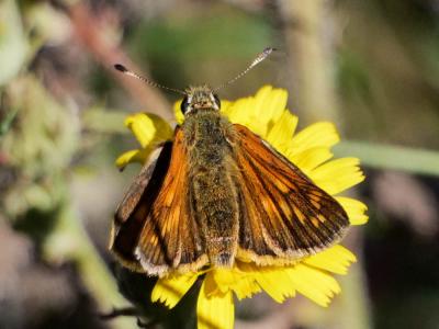 Sylvaine (La), Sylvain (Le), Sylvine (La) Ochlodes sylvanus (Esper, 1777)