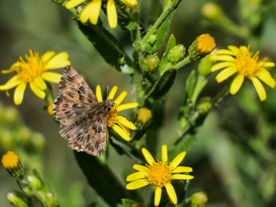 Hespérie de l'Alcée (L'), Hespérie de la Passe-Ros Carcharodus alceae (Esper, 1780)