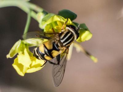  Helophilus trivittatus (Fabricius, 1805)
