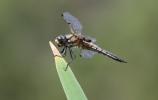 Libellule quadrimaculée (La), Libellule à quatre t Libellula quadrimaculata Linnaeus, 1758