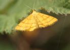 Acidalie des alpages (L'), Acidalie double-ceintur Idaea aureolaria (Denis & Schiffermüller, 1775)