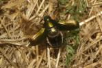 Hanneton bronzé Anomala dubia (Scopoli, 1763)