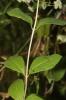 Chèvrefeuille des bois, Cranquillier Lonicera periclymenum L., 1753