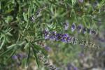 Gattilier, Poivre sauvage Vitex agnus-castus L., 1753