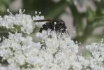  Episyron rufipes (Linnaeus, 1758)