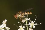  Meliscaeva cinctella (Zetterstedt, 1843)