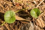  Dichondra repens J.R.Forst. & G.Forst., 1775