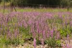 Salicaire commune, Salicaire pourpre Lythrum salicaria L., 1753