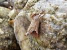 Hausse-Queue blanche (La), Courtaud (Le) Clostera curtula (Linnaeus, 1758)