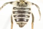  Megachile deceptoria Pérez, 1890