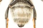  Megachile deceptoria Pérez, 1890