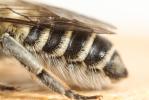  Megachile deceptoria Pérez, 1890