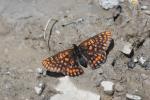 Damier du Chèvrefeuille (Le) Euphydryas intermedia (Ménétriès, 1859)