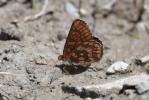 Damier du Chèvrefeuille (Le) Euphydryas intermedia (Ménétriès, 1859)
