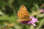 Nacré porphyrin (Le), Alezan (L'), Jason (Le), Gra Boloria titania (Esper, 1793)