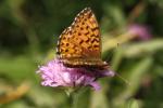 Nacré porphyrin (Le), Alezan (L'), Jason (Le), Gra Boloria titania (Esper, 1793)