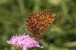 Nacré porphyrin (Le), Alezan (L'), Jason (Le), Gra Boloria titania (Esper, 1793)