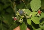 Rosier bleue, Ronce à fruits bleus, Ronce bleue Rubus caesius L., 1753