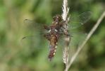 Libellule déprimée (La) Libellula depressa Linnaeus, 1758