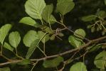 Aulne glutineux, Verne Alnus glutinosa (L.) Gaertn., 1790