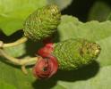 Aulne glutineux, Verne Alnus glutinosa (L.) Gaertn., 1790