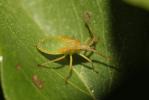 Gonocère du buis Gonocerus acuteangulatus (Goeze, 1778)