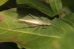 Grillon d'Italie, Oecanthe transparent, Grillon tr Oecanthus pellucens (Scopoli, 1763)
