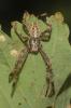 Épeire diadème Araneus diadematus Clerck, 1758