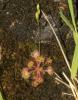 Rossolis à feuilles rondes Drosera rotundifolia L., 1753