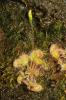 Rossolis à feuilles rondes Drosera rotundifolia L., 1753