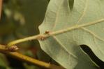  Neuroterus anthracinus (Curtis, 1838)
