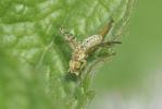  Chaetorellia jaceae (Robineau-Desvoidy, 1830)