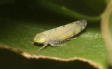  Synophropsis lauri (Horváth, 1897)