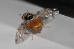  Ceratitis capitata (Wiedemann, 1824)