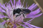  Megachile octosignata Nylander, 1852