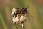  Physocephala vittata (Fabricius, 1794)