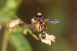  Physocephala vittata (Fabricius, 1794)