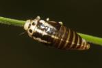  Lepyronia coleoptrata (Linnaeus, 1758)
