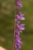 Vesce à petites feuilles Vicia tenuifolia Roth, 1788