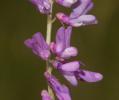 Vesce à petites feuilles Vicia tenuifolia Roth, 1788