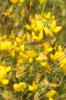 Bugrane jaune, Bugrane fétide Ononis natrix L., 1753