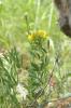 Bugrane jaune, Bugrane fétide Ononis natrix L., 1753