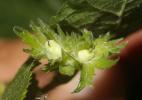 Noisetier, Avelinier Corylus avellana L., 1753