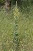 Molène lychnide, Bouillon femelle Verbascum lychnitis L., 1753