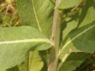 Molène lychnide, Bouillon femelle Verbascum lychnitis L., 1753