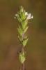Euphraise raide Euphrasia stricta D.Wolff ex J.F.Lehm., 1809