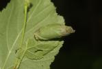  Apoderus coryli (Linnaeus, 1758)
