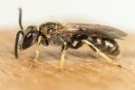  Lasioglossum albipes (Fabricius, 1781)