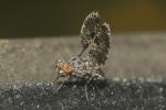  Callopistromyia annulipes (Macquart, 1855)