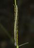 Spectre (Le) Apopestes spectrum (Esper, 1787)
